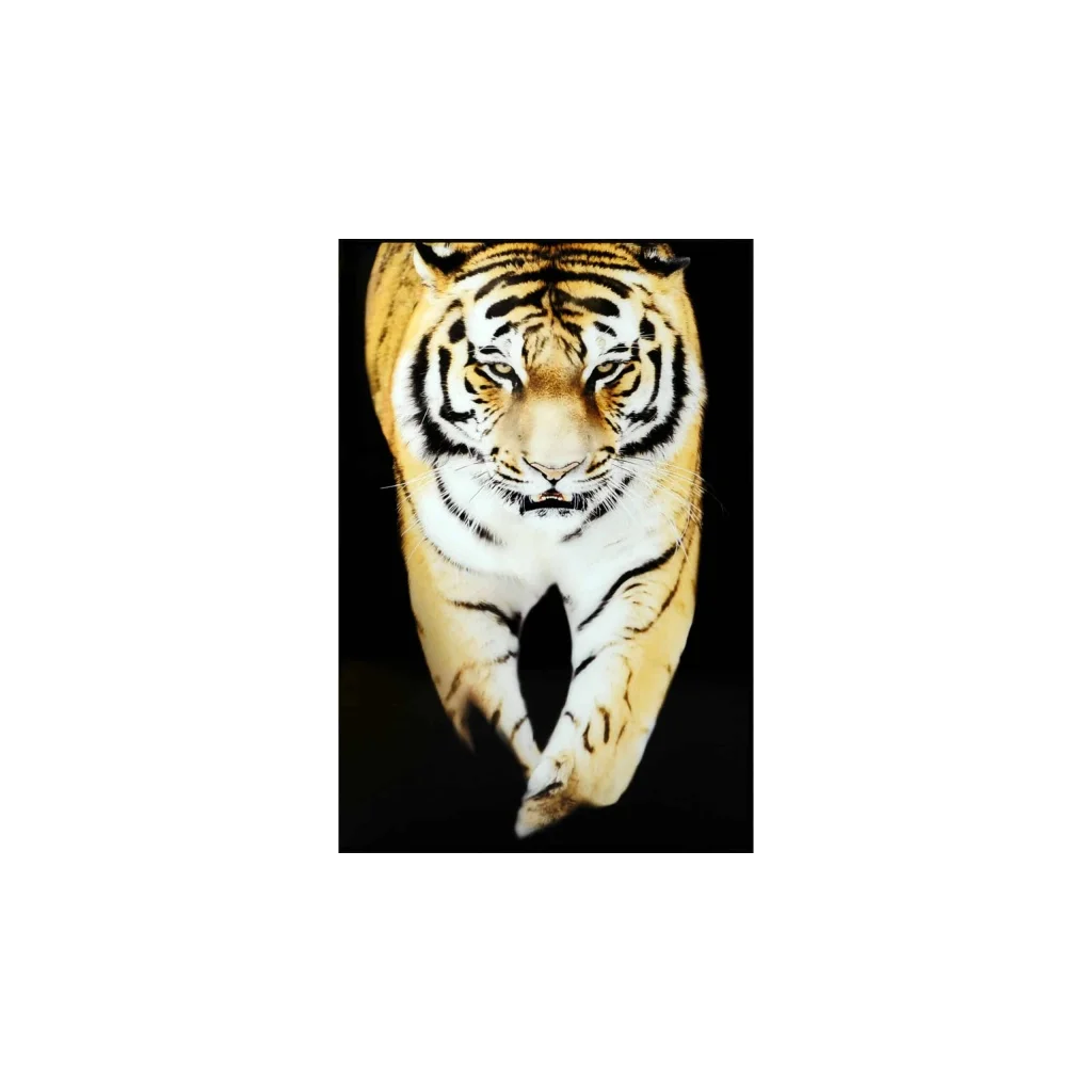 BILDE Tiger 120x80 svart PS ram
