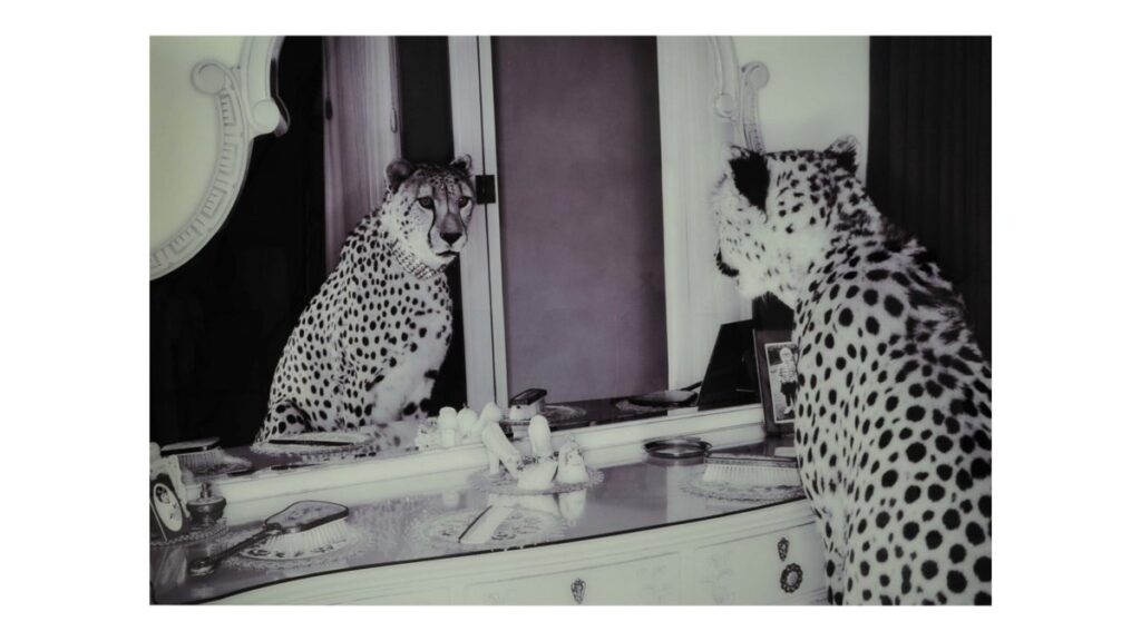 CHEETA i spegel, glas, 100×150 cm