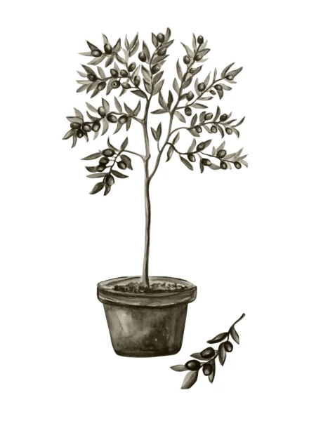 Olive Posters Green