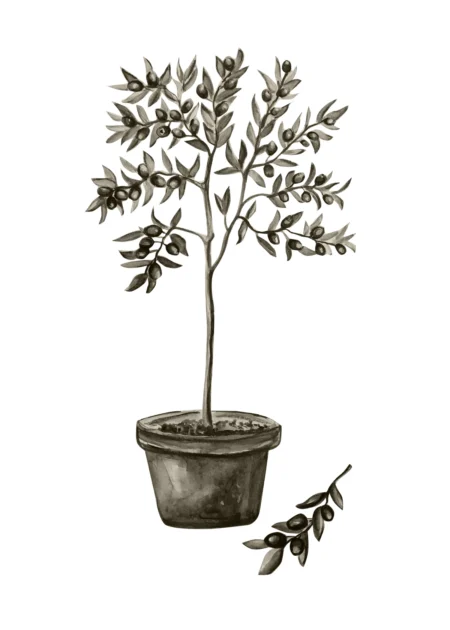 Olive Posters Green