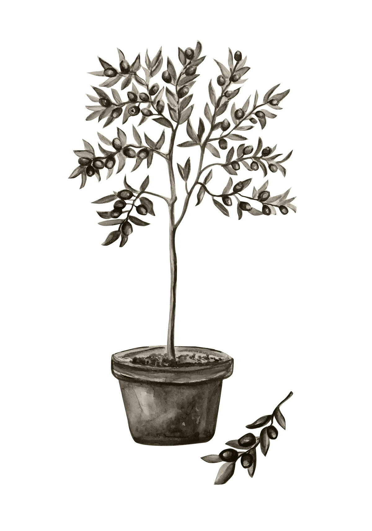 Olive Posters Green
