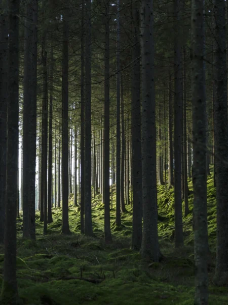Woods Posters Green