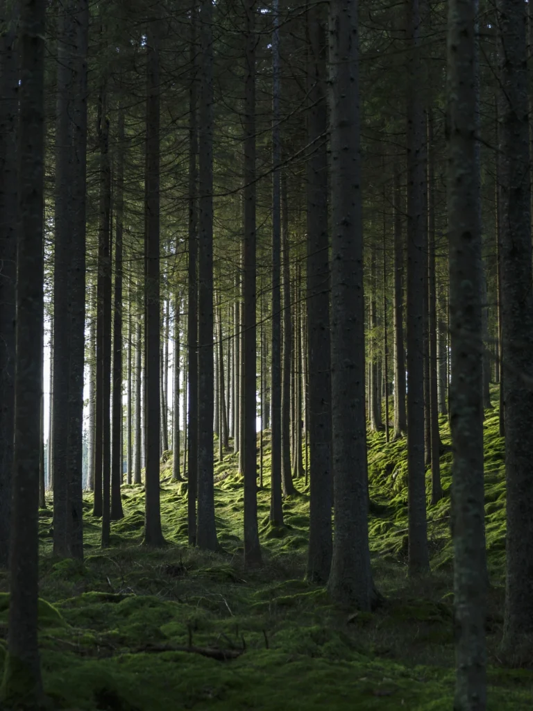 Woods Posters Green