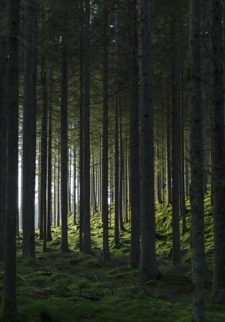 Woods Posters Green