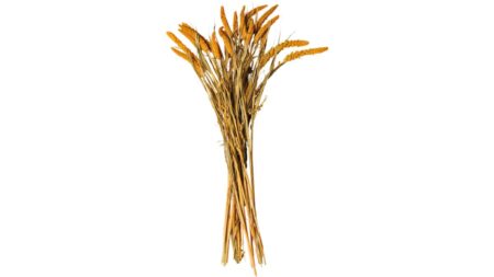 Natural – Gul – Dina Möbler
