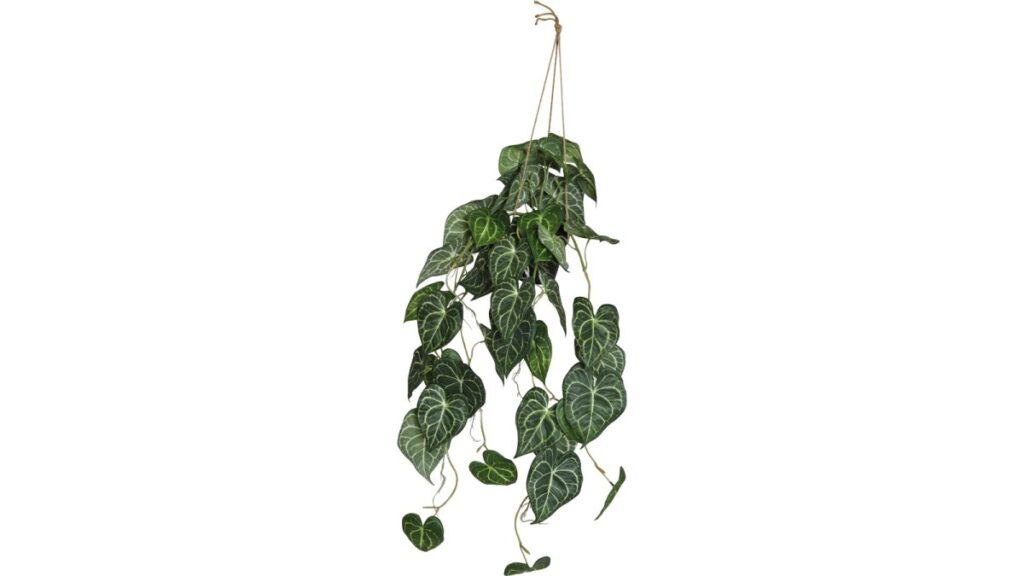 Viridis Anthurium hängplanta i kruka