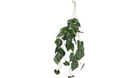 Viridis Anthurium hängplanta i kruka – Dina Möbler