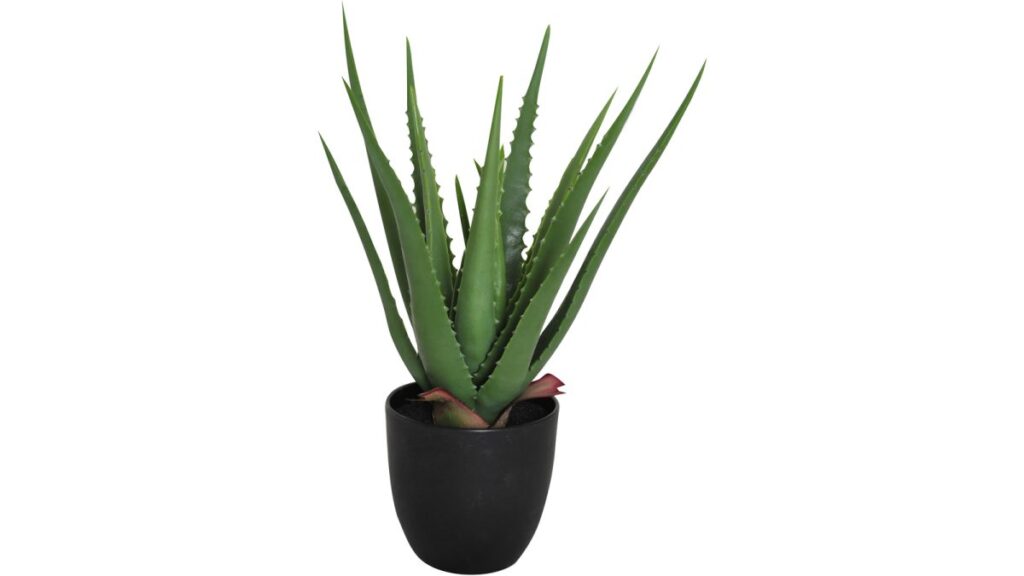 Viridis Aloe Vera