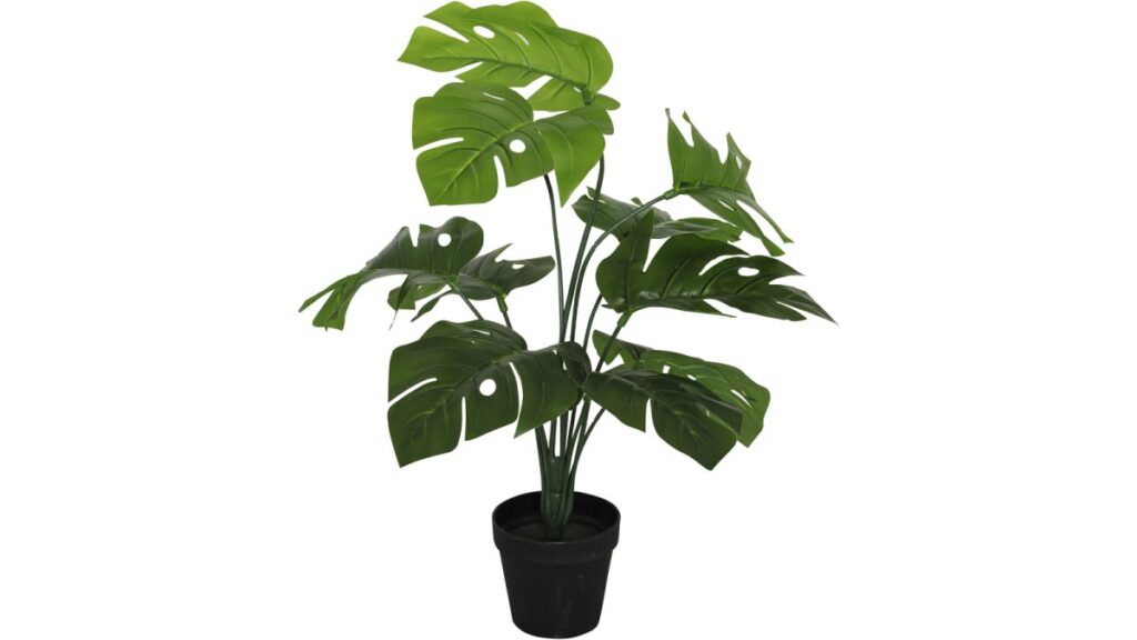 Viridis Monstera planta