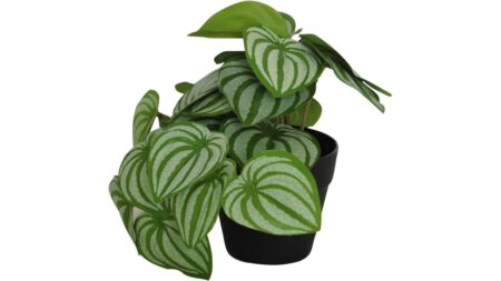 Viridis Peperomia argyreia planta – Dina Möbler